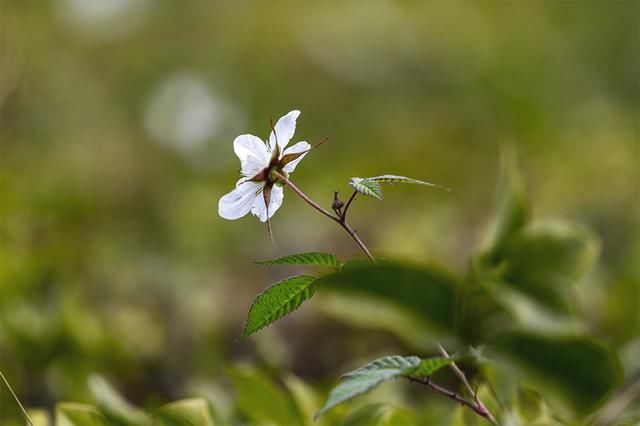 农村山上经常看到这种花，结得果我们叫“野草梅”，你知道它吗？