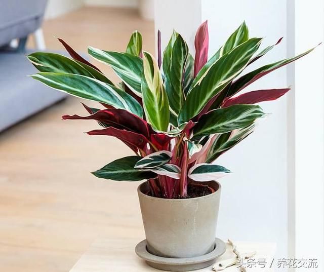 没光照就养这10种耐阴绿植准没错,植物杀手也