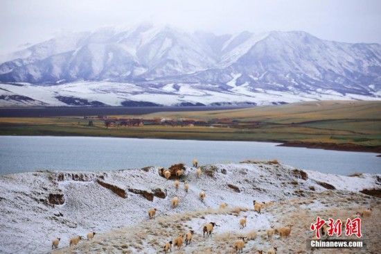 甘肃山丹马场五月降雪“润物细无声”