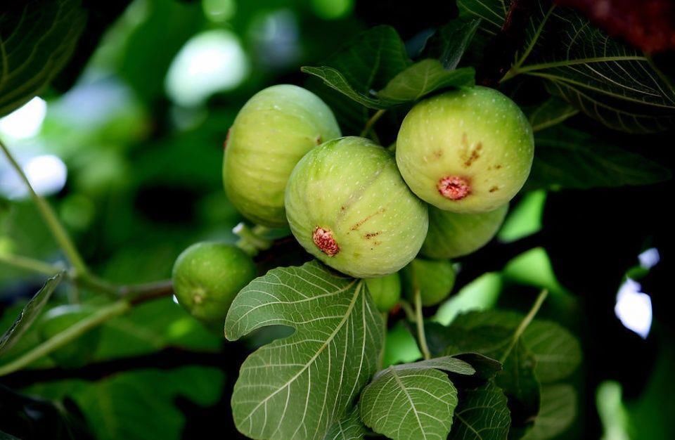 一种水果叶子竟然可以治疗，痔疮一擦就好，很神奇!_【今日爆点】