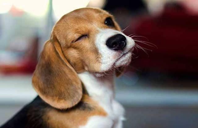 萌宠百万英雄,知道这些你才能好好吸狗撸猫