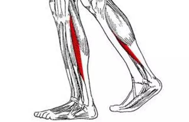 韧带拉伤和肌肉拉伤如何鉴别及怎么处理最恰当