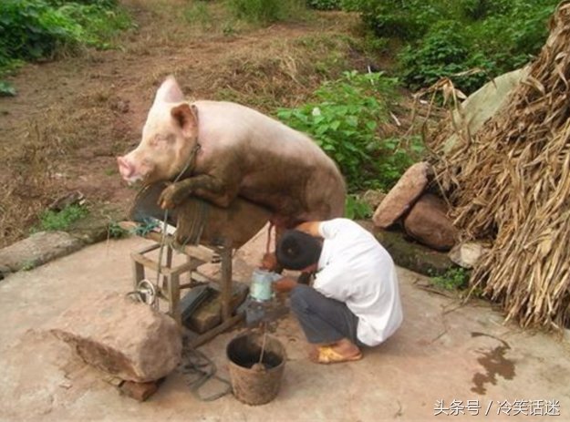 镜头下:农村爷爷帮猪人工采精,猪全程闭着眼睛