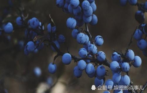 蓝莓视频大全真实 t01936695b0e123ef02.jpg