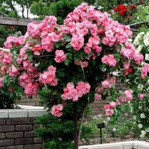 一进门放什么盆栽好?专家告诉你这5种盆栽镇