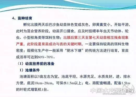 巴沙鱼或要引爆华南水产养殖业