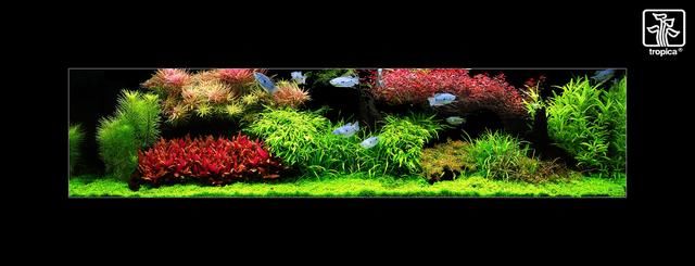 10种鱼缸造景风格分析-水草缸