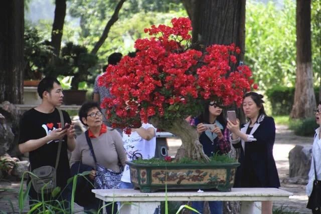 金陵盆景园从北海引进的三角梅盆景艳丽绽放