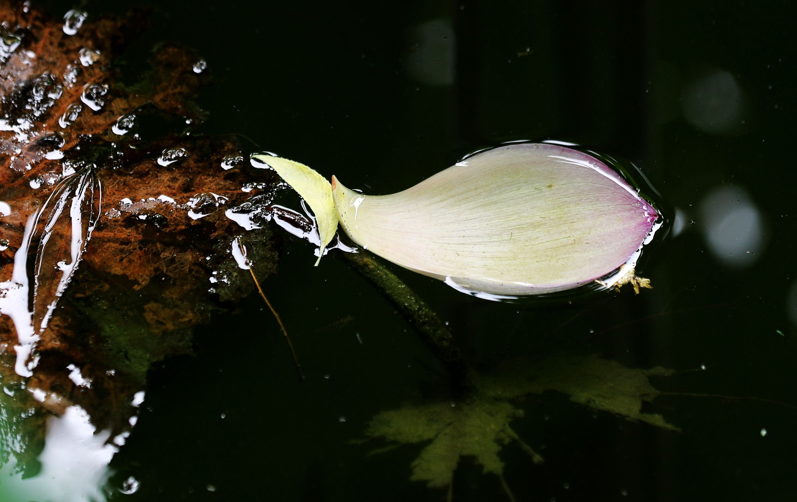 七月京都莲花盛开