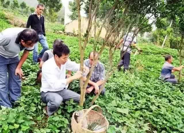 未来农村值钱的不是房子、车子和票子，而是这三样，看看是不是？