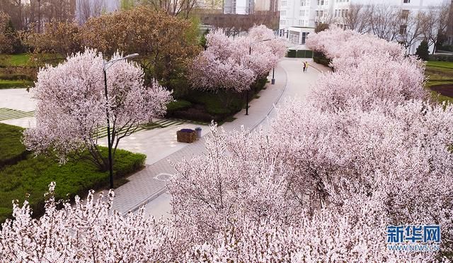 美炸！航拍西安繁花似锦 与春天浪漫邂逅