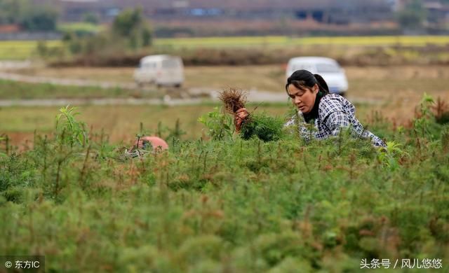 杉木良种优势，基因好，树就长得好，不要让您的杉木输在起跑线上