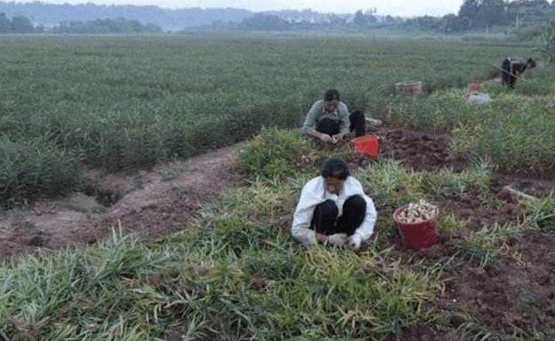 好多农民都种它,虽说不是药却能治百病,1亩可赚1万多元