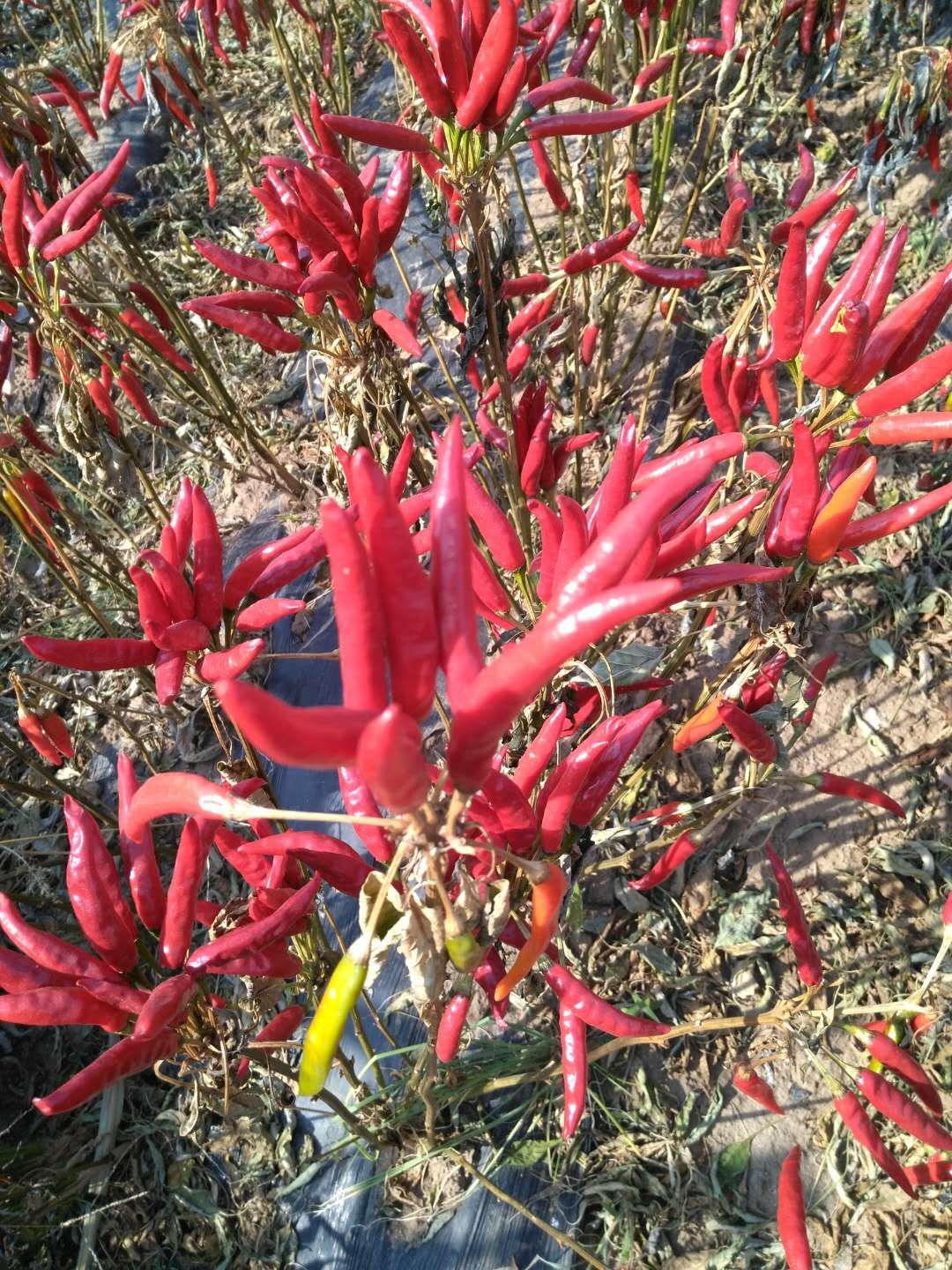 退伍军人回家创业种植红辣椒,远远望去火红的