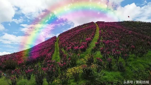 湖南西部有一座会“变红”的山，因一种让人“吃饱饭”的花而出名