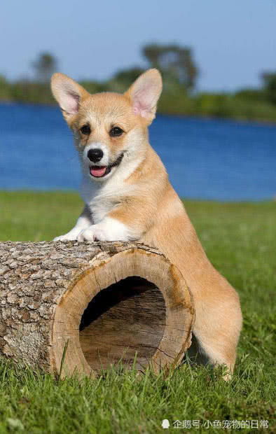 铲屎官注意了,导致狗狗的嘴巴里出现臭味的原