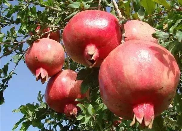 陕西6大水果之乡!看看你心中的挚爱是哪个,让