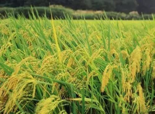 玉米价格还能涨吗？2018年主要粮食作物价格如何调整？戳这里！