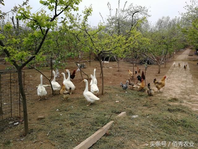 这里的农村人很聪明，吸引城里人上门花钱，年赚10元很轻松！