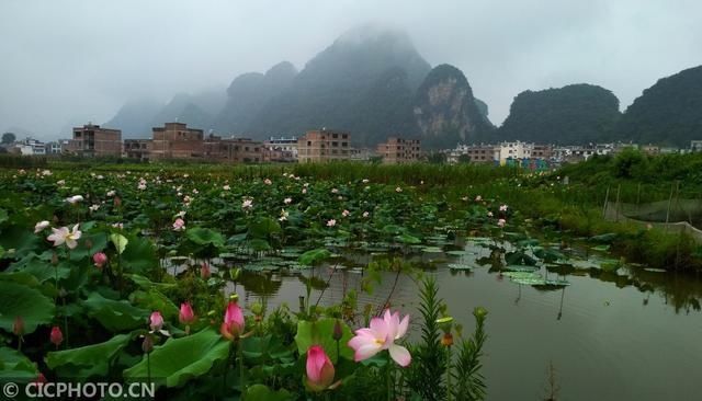 广西贺州：烟雨荷塘