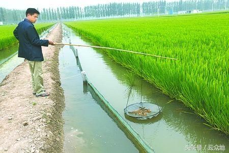 稻田共生养泥鳅，青苔如何防除?泥鳅防逃方法?有没有政策支持?