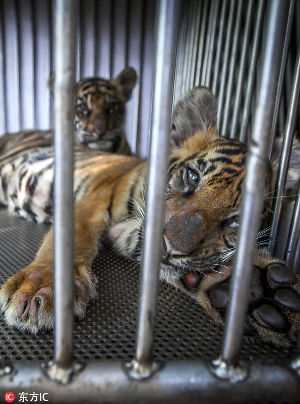 图揭泰国旅游业黑暗真相 动物成困兽惨不忍睹