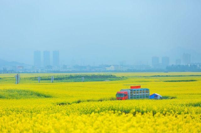 2018罗平油菜花门票多少钱 位于滇黔桂三省交界处