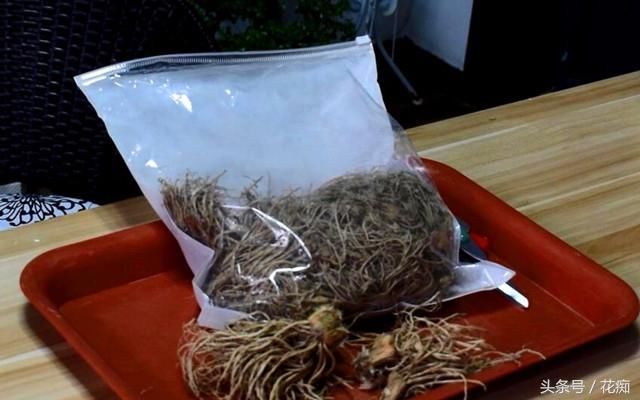 阳台这样种韭菜，一个月吃一茬，能吃10年，既好看又放心！