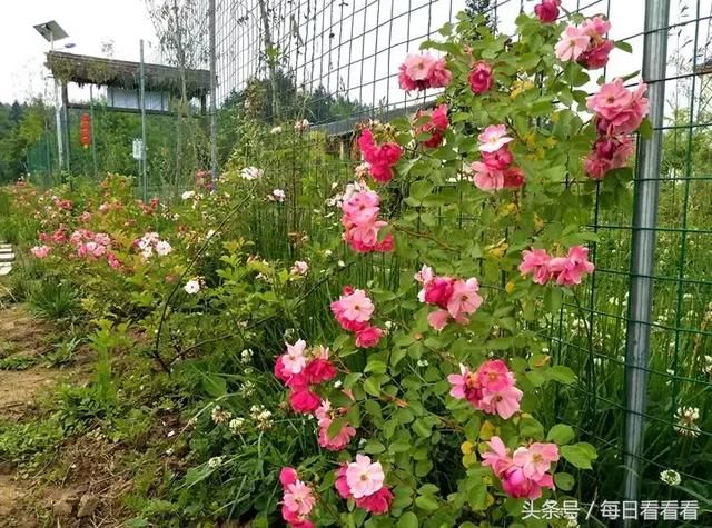 利川一女子隐居乡村3年，种下一大片浪漫花海，美哭啦……