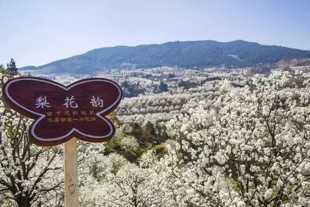 云南一场“梨花雨”，开出了地球上最美的春天！