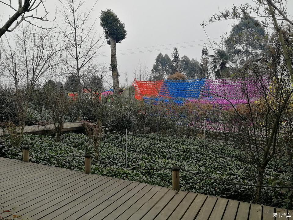 参观牛碾坪万亩观光茶