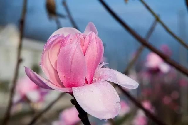 三月花开正艳,宜昌各地踏青赏花活动异彩纷呈