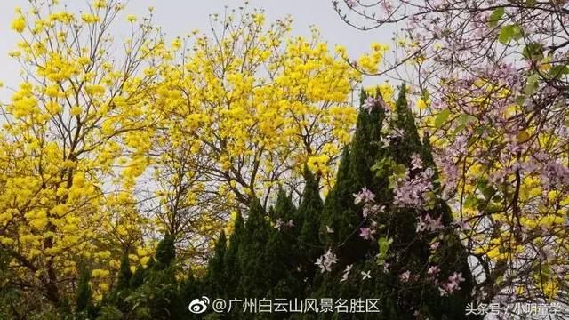 广州周边最适合踏春赏花地盘点，带上父母小孩周末走起！