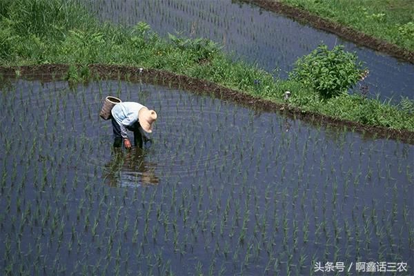 气象台发暴雨预警，大部分地区迎来强降水，农作物的大灾难！