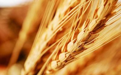 2018年小麦最低收购价出台,较去年下调3元