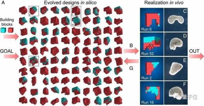 首个活体机器人怎样制作的