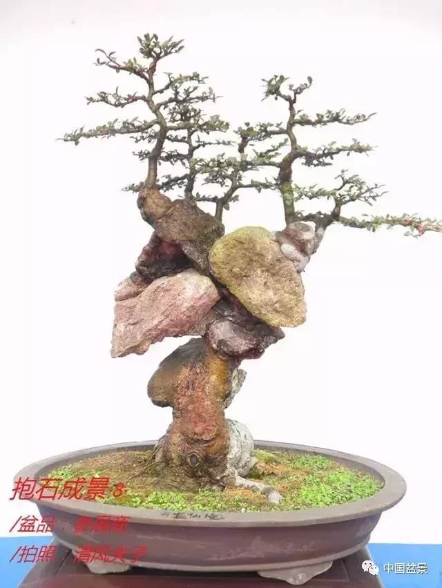 欣赏典雅新奇抱石盆景,学习抱石盆景制作技巧 - 武汉老徐 - 武汉老徐的博客 欣赏典雅新奇抱石盆景,学习抱石盆景制作技巧 - 武汉老徐 - 武汉老徐的博客