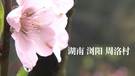 乡村振兴中国行：走进浏阳看桃花飞瀑，听琅琅书声