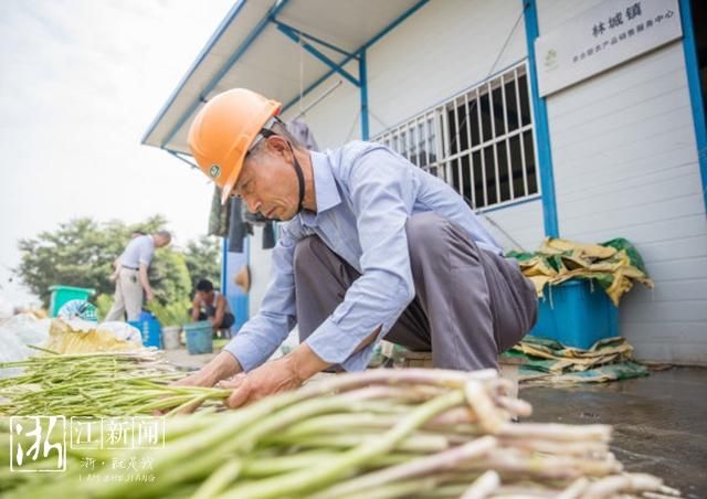 长兴芦笋全面上市 困难户增收有了新路径