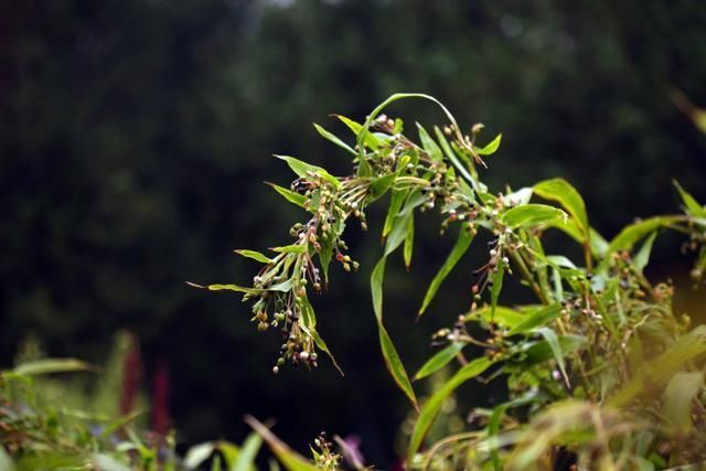 农村人不在乎的野菜，竟治好了多年的痔疮，比去医院管用多了