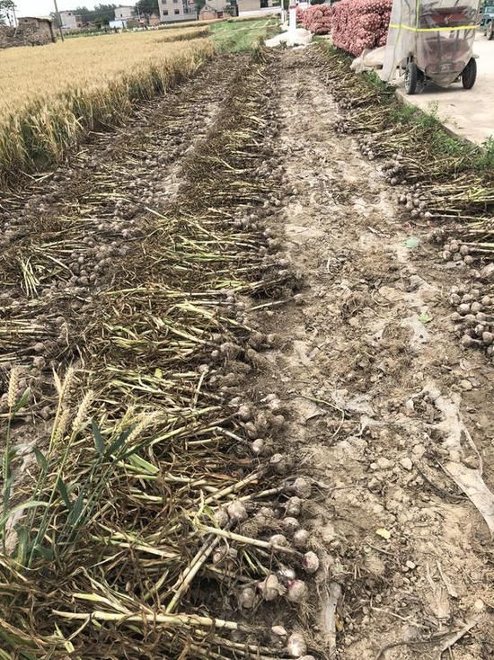 别再炒作!开封蒜农希望大蒜价格回归正常轨道