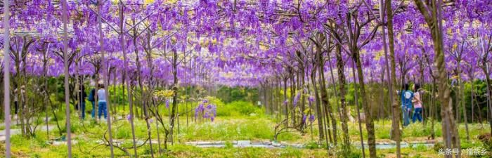 搭捷运来追紫色梦幻风暴吧！台北紫藤花景点TOP 3