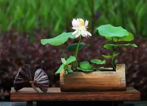 这些用“水”做出来的植物最美，再也不用担心水浇多啦!