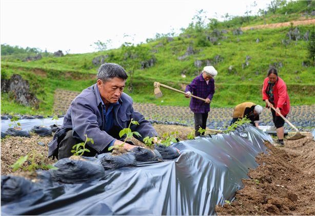 脱贫攻坚春风行动｜黄洋村：开出治贫“药方”，让群众变“工人”