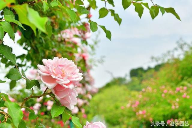 隐藏在重庆巴南区农村的一个秘密花园 重庆乡