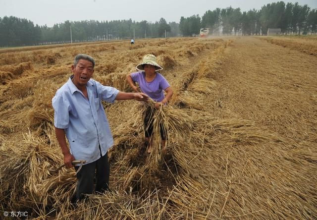 近日新小麦收割基本结束，卖粮的最佳时机是什么？看专家怎么说！