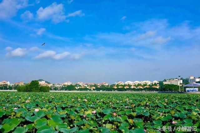 这个周末六一陪孩子来东莞-桥头 莲湖公园，看三百亩荷花开的正艳