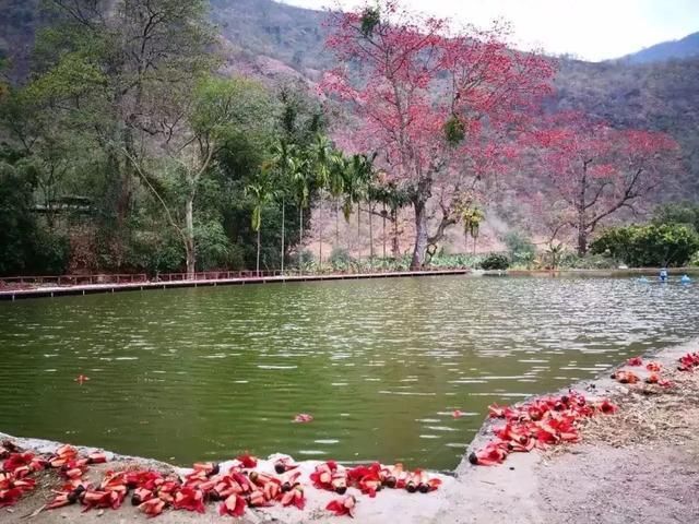 玉溪最全赏花攻略来了，花海之约不要错过!