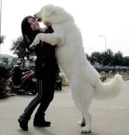 适合单身女孩养的5种巨型犬,不仅霸气、还很