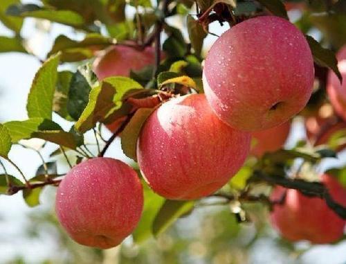 早上空腹吃苹果有哪些好处?第二个好处估计女